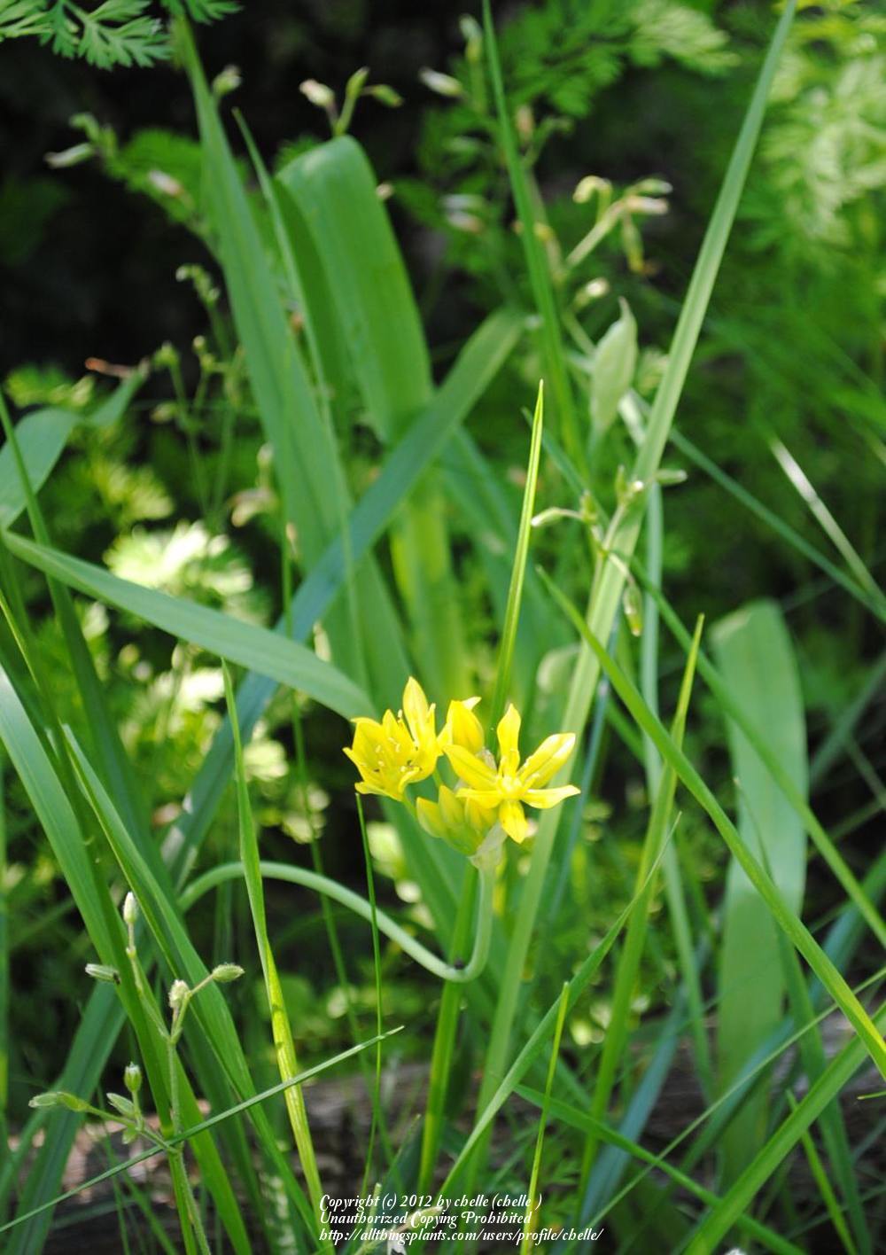 Photo of Golden Garlic (Allium moly) uploaded by chelle