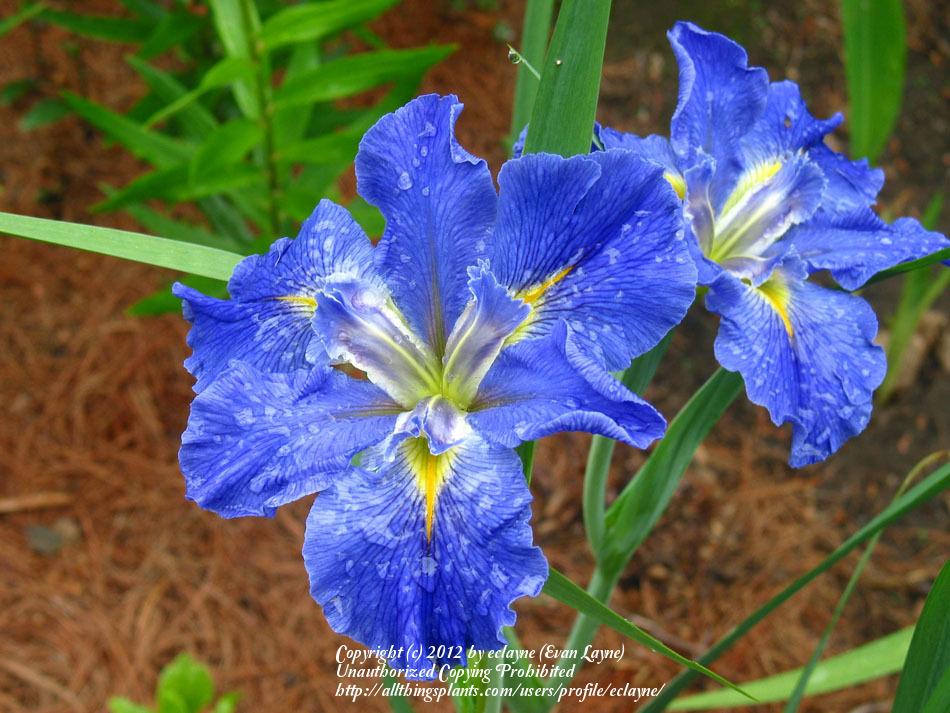 Photo of Louisiana Iris (Iris 'Sinfonietta') uploaded by eclayne