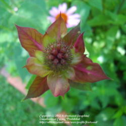 Location: My yard in Arlington, Texas.
Date: 2012-06-07
The partially open flower is very interesting.
