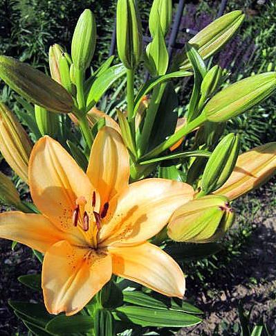 Photo of Lily (Lilium 'Salmon Classic') uploaded by ge1836