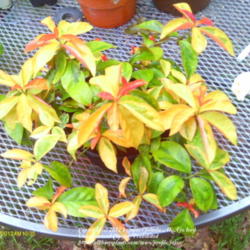 
Date: 2012-05-18
a beautiful plant the leaves are edible when cooked and the fruit