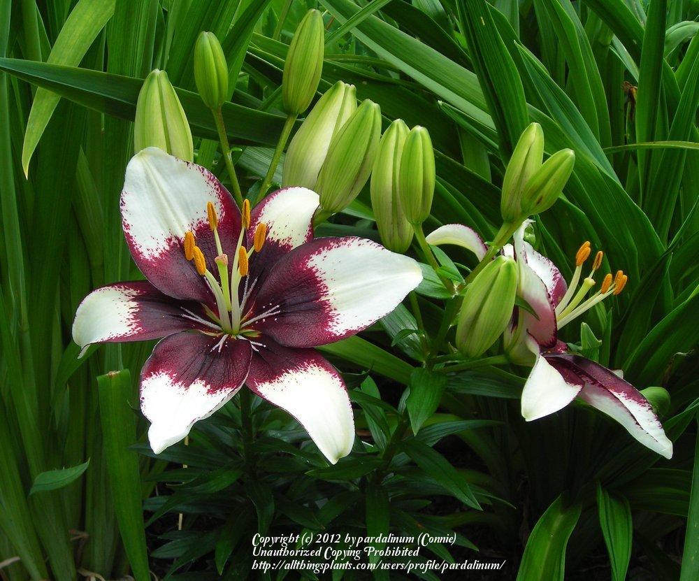 Photo of Lily (Lilium Lily Looks™ Tiny Padhye) uploaded by pardalinum