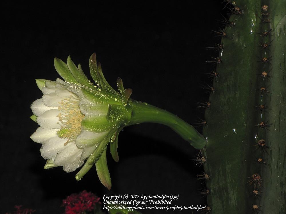 Photo of Peruvian Apple (Cereus repandus) uploaded by plantladylin