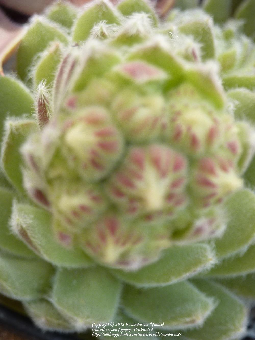 Photo of Hen and Chicks (Sempervivum 'Silver Thaw') uploaded by sandnsea2