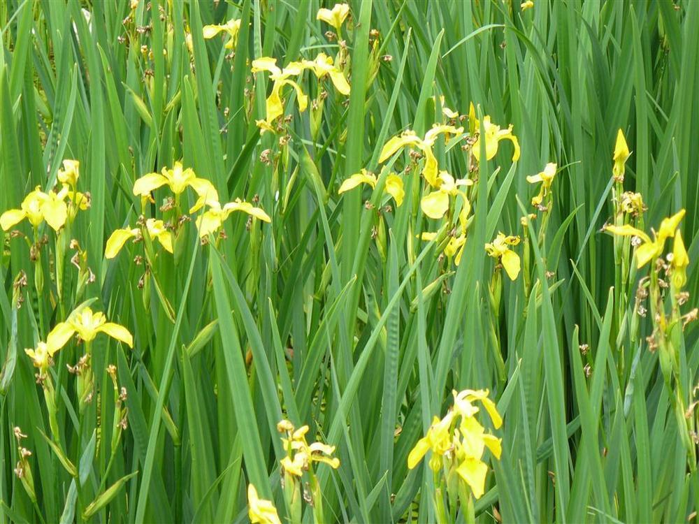 Photo of Yellow Flag (Iris pseudacorus) uploaded by threegardeners
