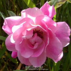 Location: In my Northern California garden
Date: 2012-05-14