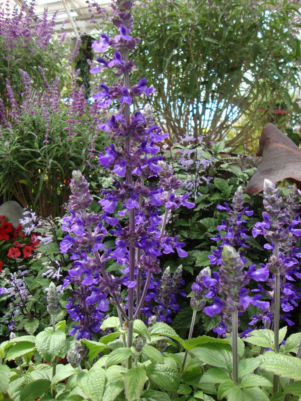 Photo of Sage (Salvia Mystic Spires) uploaded by Paul2032