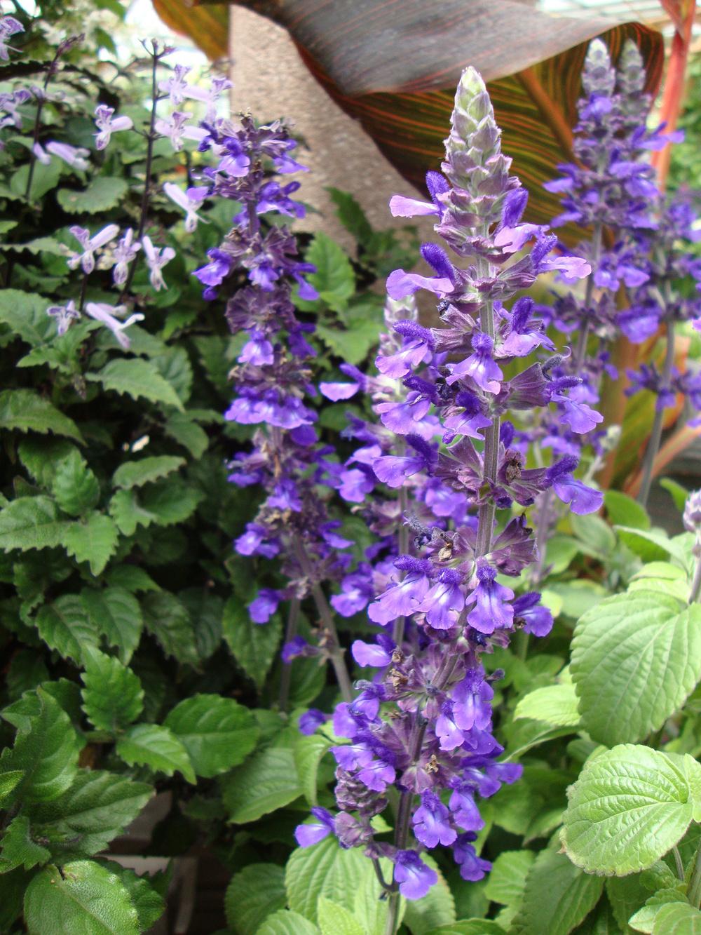 Photo of Sage (Salvia Mystic Spires) uploaded by Paul2032