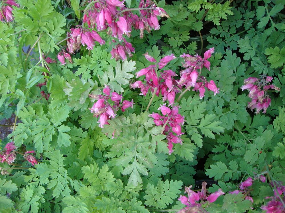 Photo of Bleeding Heart (Dicentra 'Luxuriant') uploaded by Paul2032