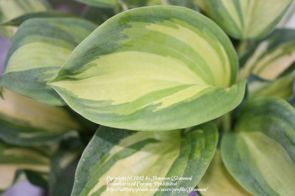 Photo of Hosta 'Great Expectations' uploaded by Shannon