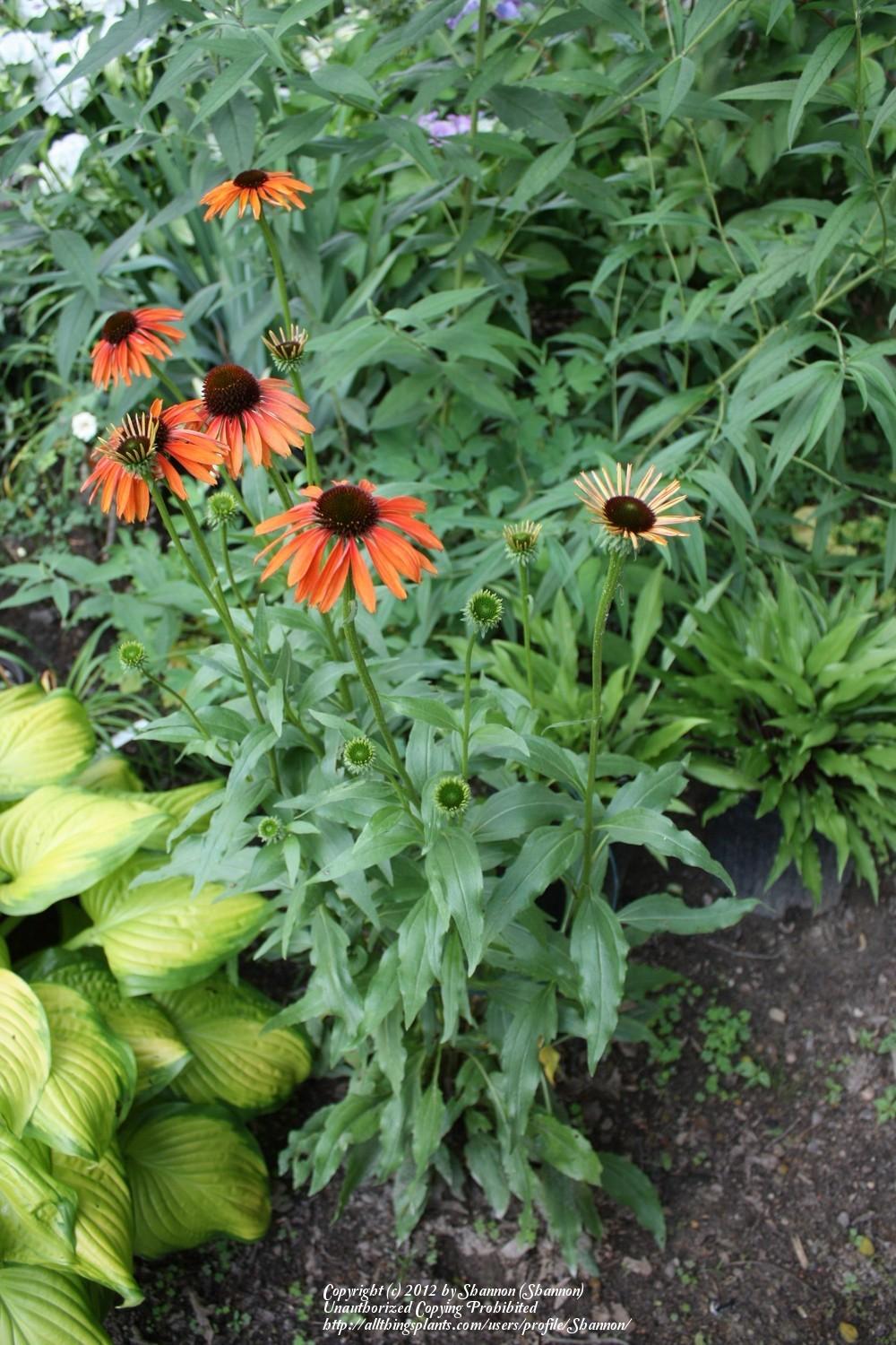 Photo of Coneflower (Echinacea 'Tomato Soup') uploaded by Shannon