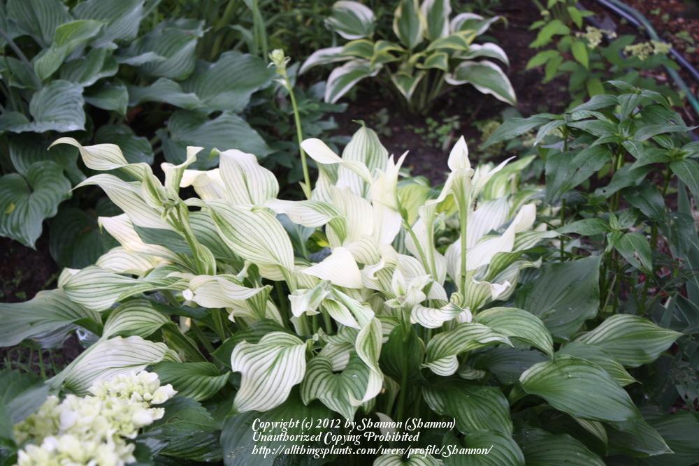 Photo of Hosta 'White Feather' uploaded by Shannon