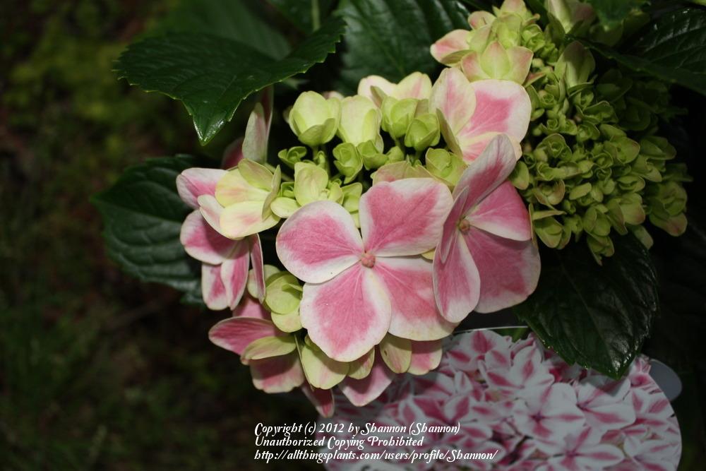 Photo of Hydrangea (Hydrangea macrophylla Forever & Ever® Peppermint) uploaded by Shannon