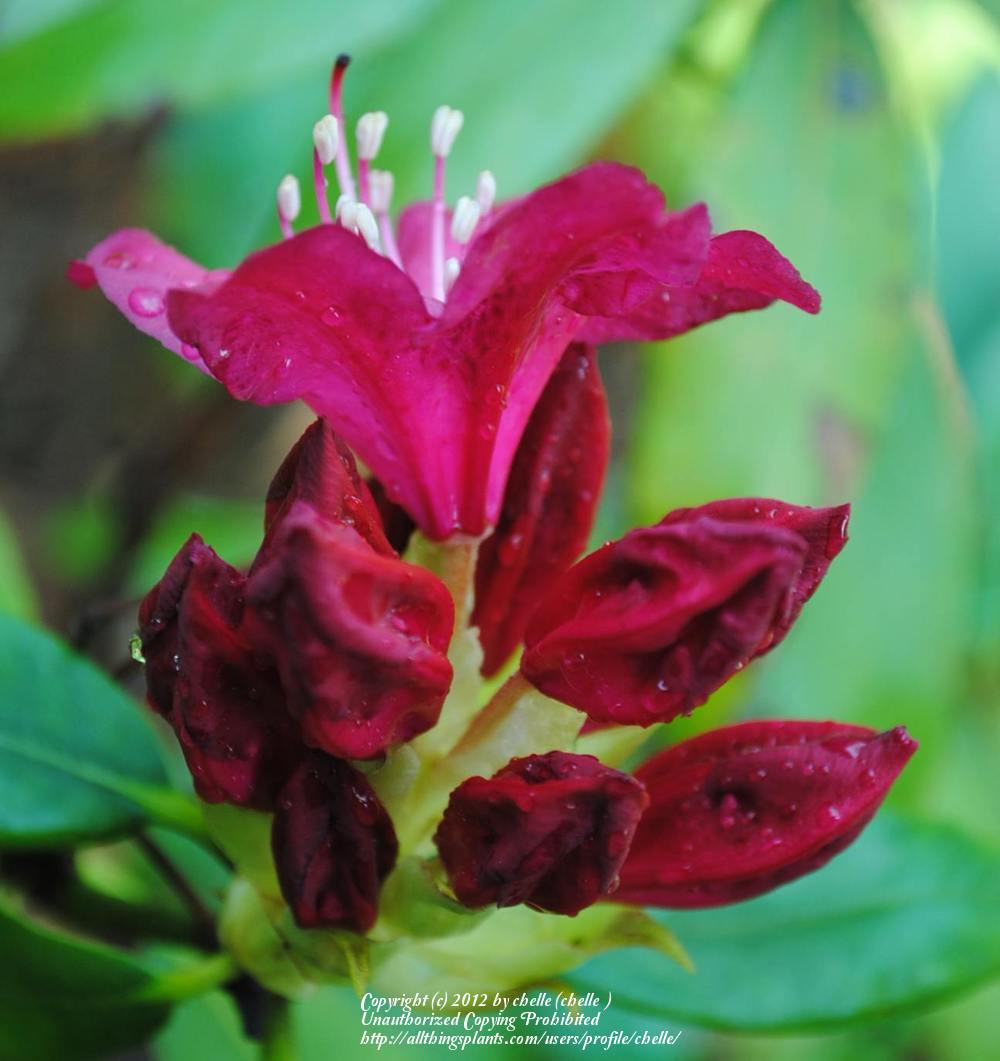 Photo of Rhododendron 'Nova Zembla' uploaded by chelle