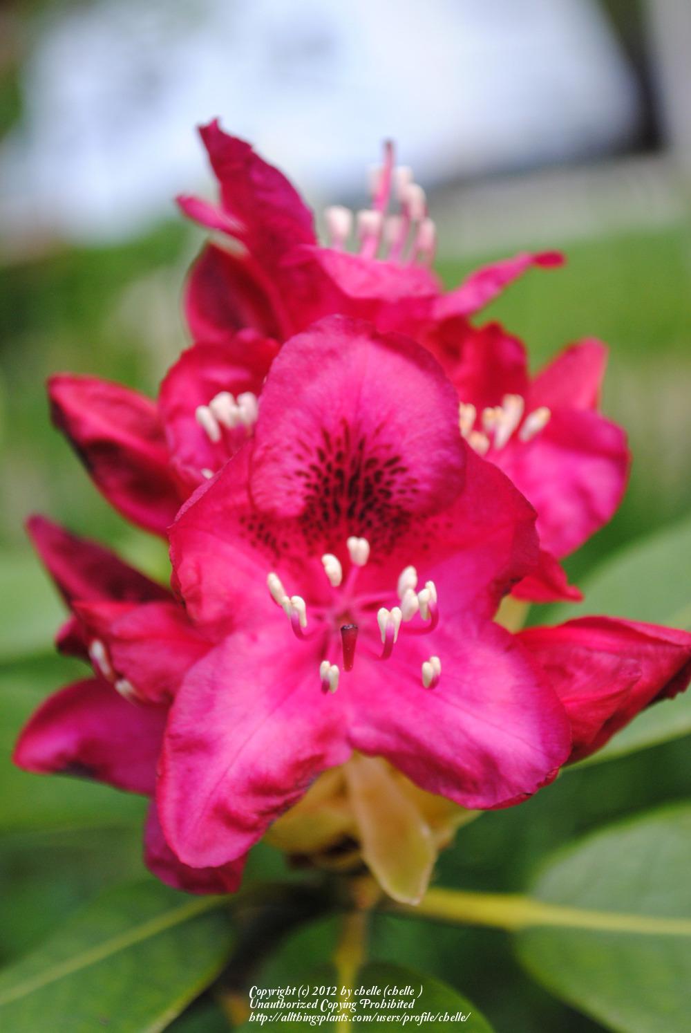 Photo of Rhododendron 'Nova Zembla' uploaded by chelle