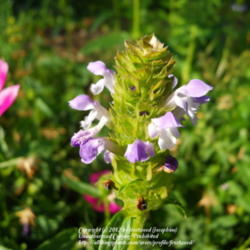 Location: My yard in Arlington, Texas.
Date: 2012-05-26
Flower cluster from the side.
