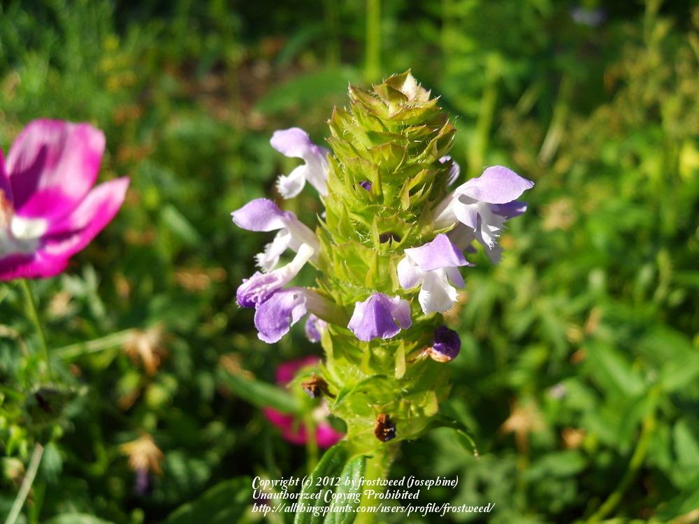 Photo of Self-heal (Prunella vulgaris) uploaded by frostweed