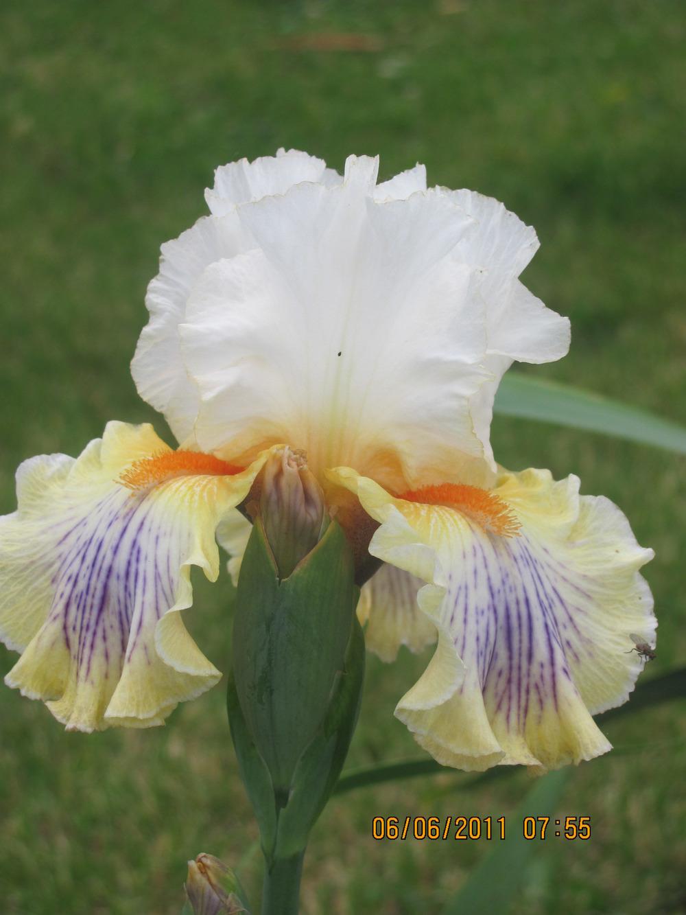 Photo of Tall Bearded Iris (Iris 'Exposé') uploaded by tveguy3