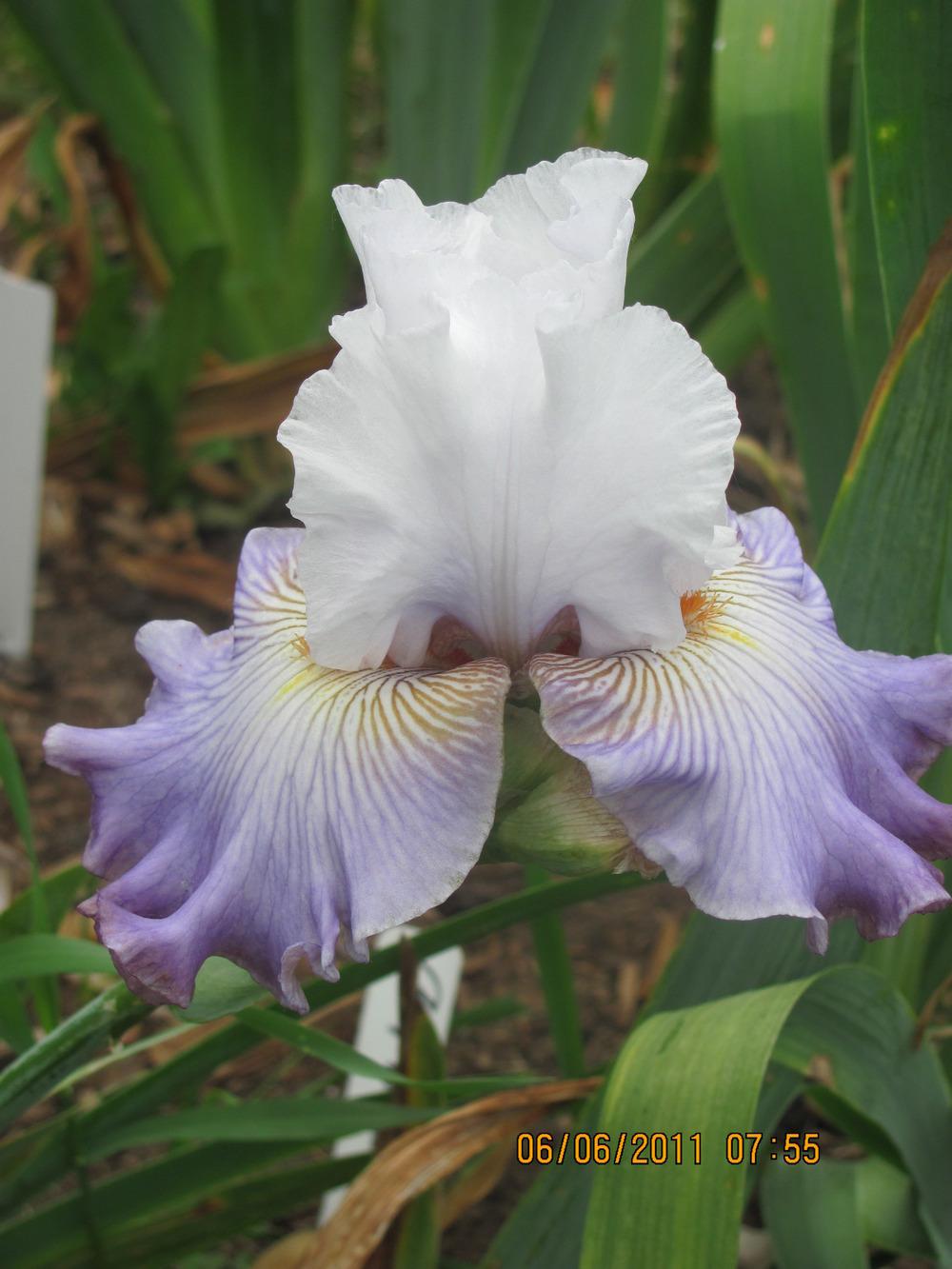 Photo of Tall Bearded Iris (Iris 'Arthouse') uploaded by tveguy3