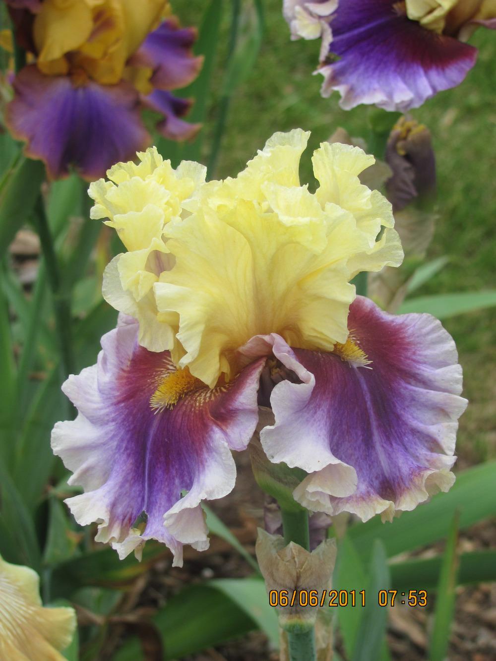 Photo of Tall Bearded Iris (Iris 'Carnival Capers') uploaded by tveguy3