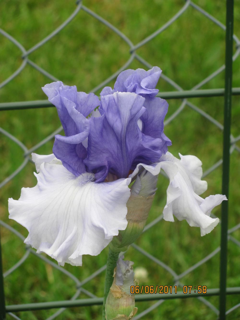 Photo of Tall Bearded Iris (Iris 'Crowned Heads') uploaded by tveguy3