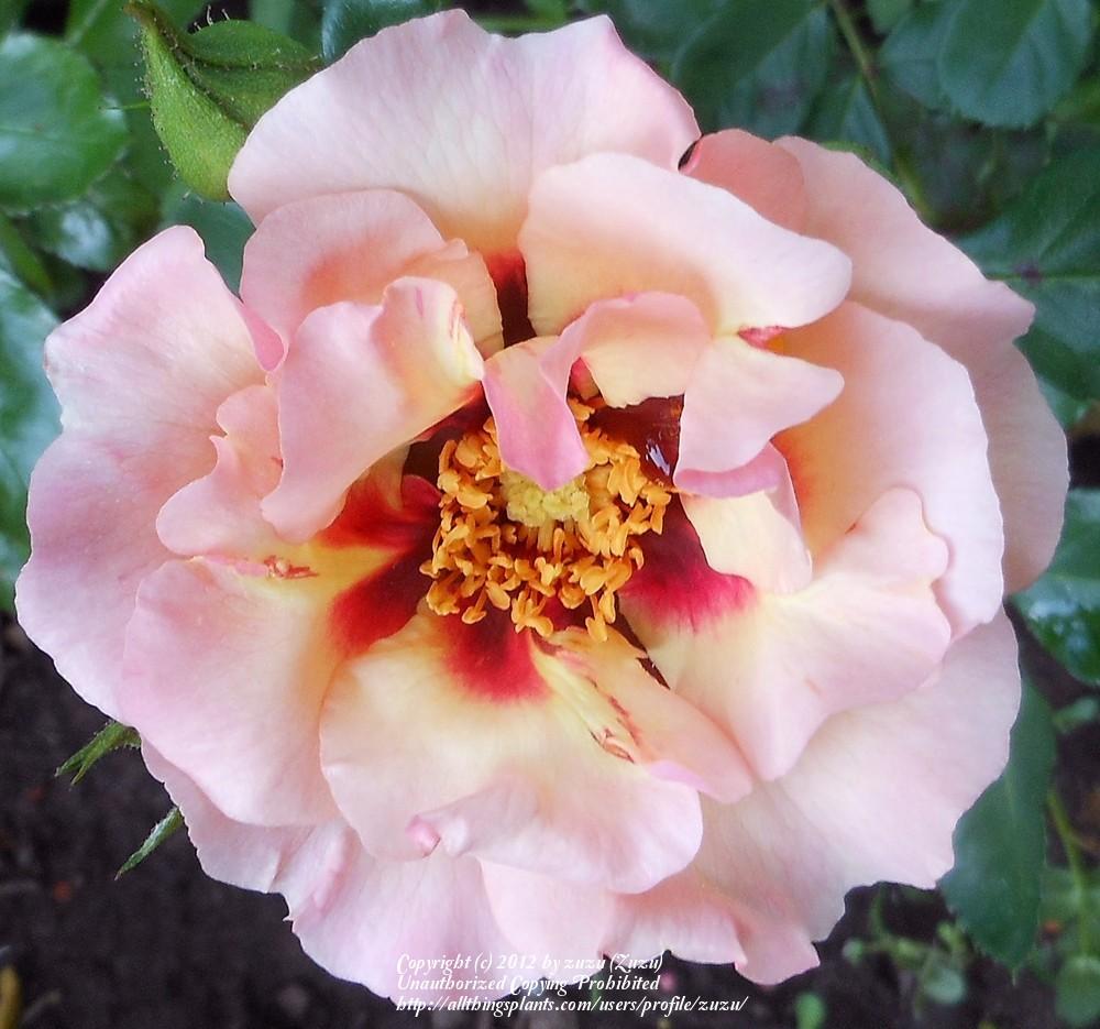 Photo of Rose (Rosa 'Eyeconic Pink Lemonade') uploaded by zuzu