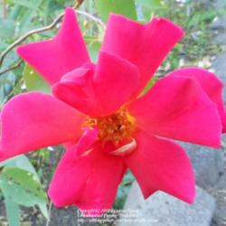 Location: In my Northern California garden
Date: 2012-05-19