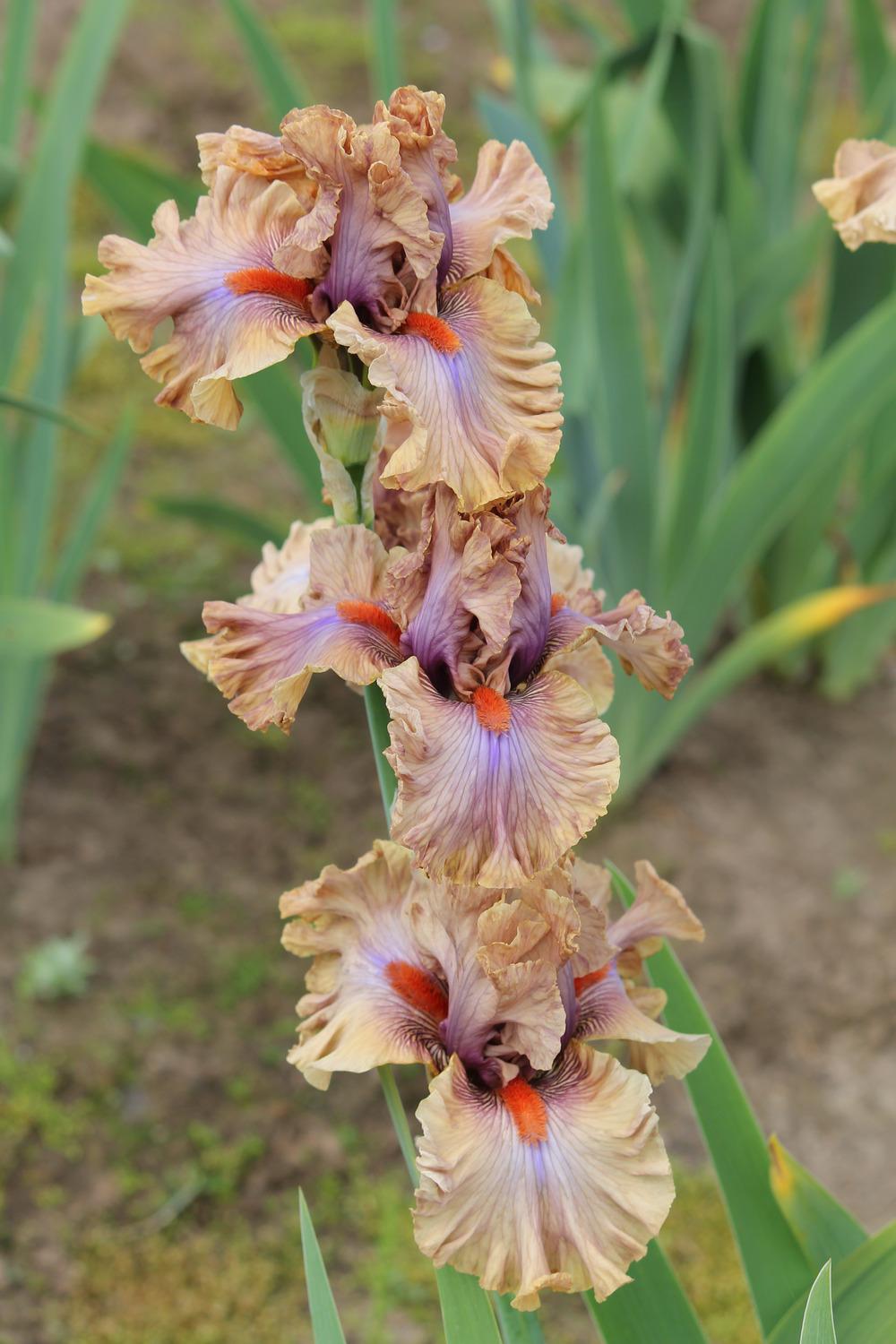 Photo of Tall Bearded Iris (Iris 'Jealous Guy') uploaded by ARUBA1334