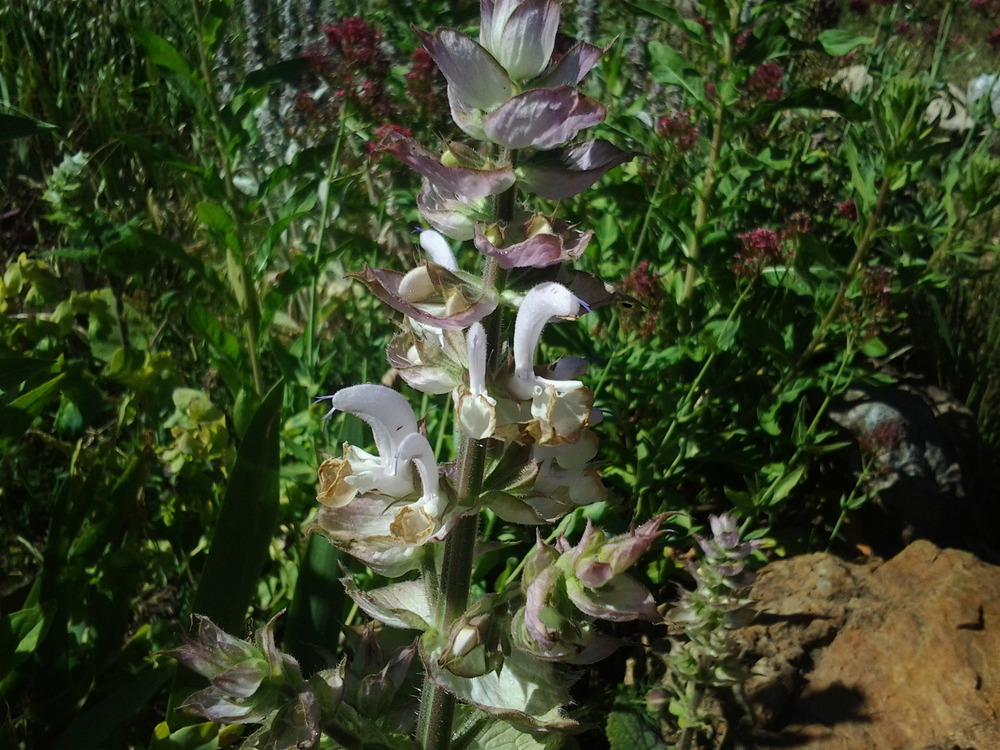 Photo of Clary Sage (Salvia sclarea) uploaded by Chickensonmars