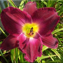 
Photo Courtesy of Bluegrass Daylily Gardens. Used with Permission