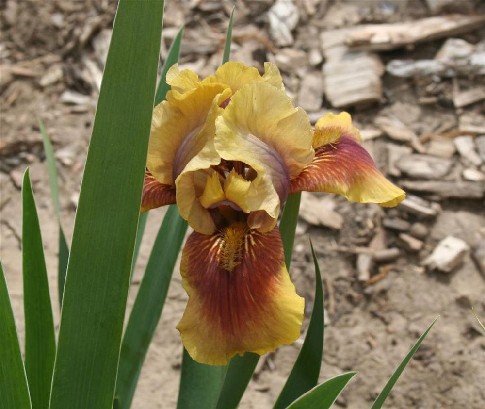 Photo of Intermediate Bearded Iris (Iris 'Oklahoma Bandit') uploaded by KentPfeiffer