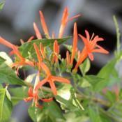 Flame Acanthus, in bloom