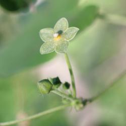 Location: Medina Co., Texas
Date: June 10, 2012
Pearl Milkweed Vine in bloom, close-up