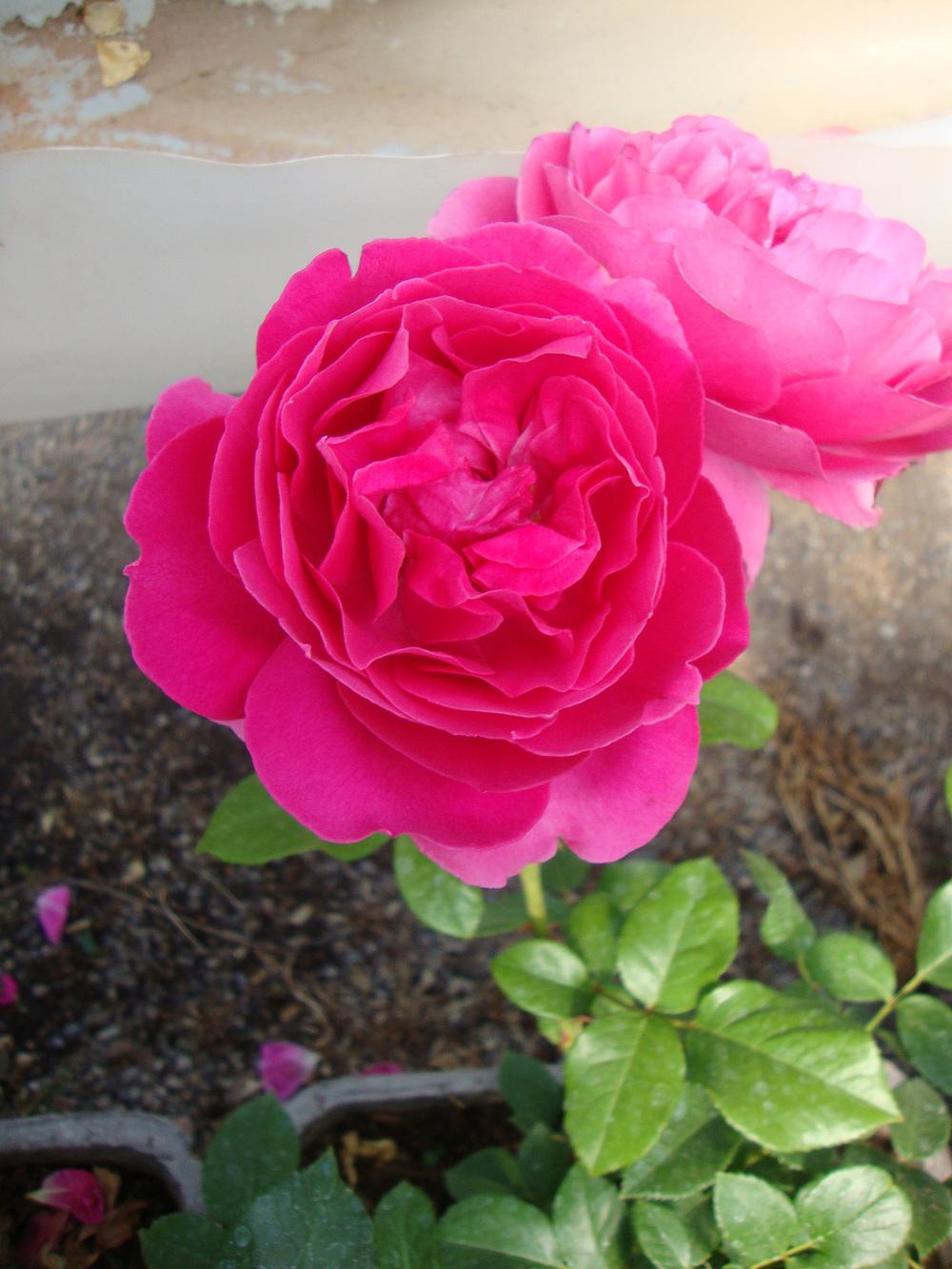 Photo of Rose (Rosa 'Grande Dame') uploaded by Paul2032