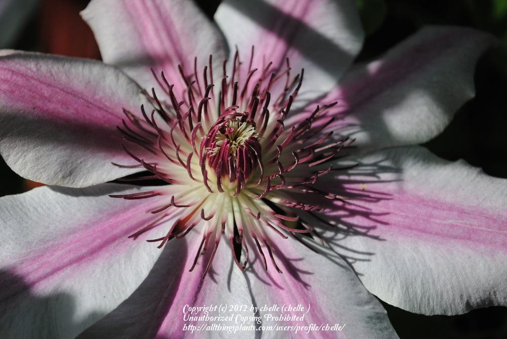 Photo of Clematis 'Nelly Moser' uploaded by chelle