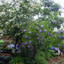 Location: My yard in Arlington, Texas.
Date: 2012-03-11
Wonderful tree.