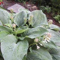 Location: Part Shade z6
Date: 2012-06-11
What a fantastic plant. Buds are clusters pf pale grey - green.El