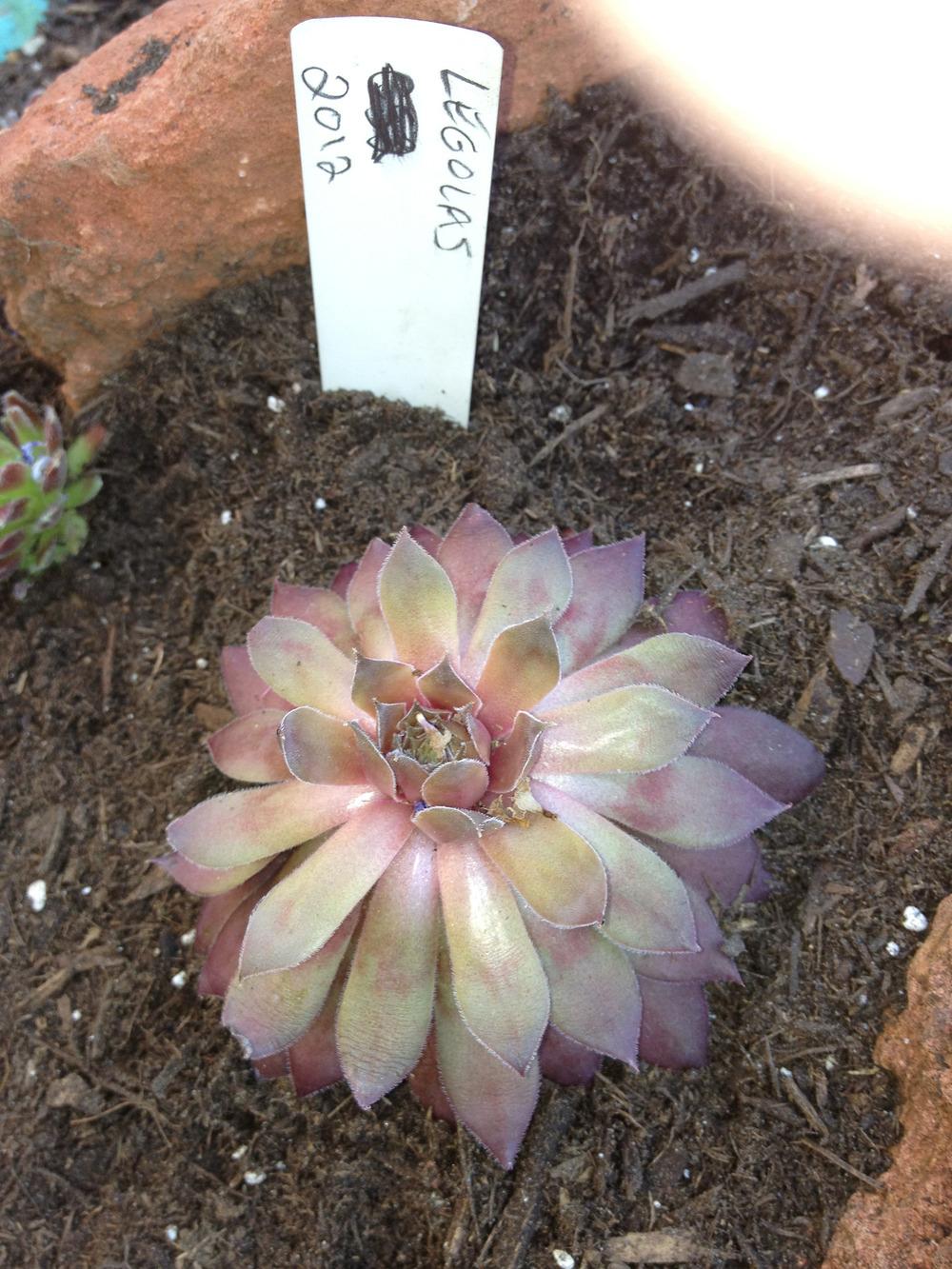 Photo of Hen and Chicks (Sempervivum 'Legolas') uploaded by keyi