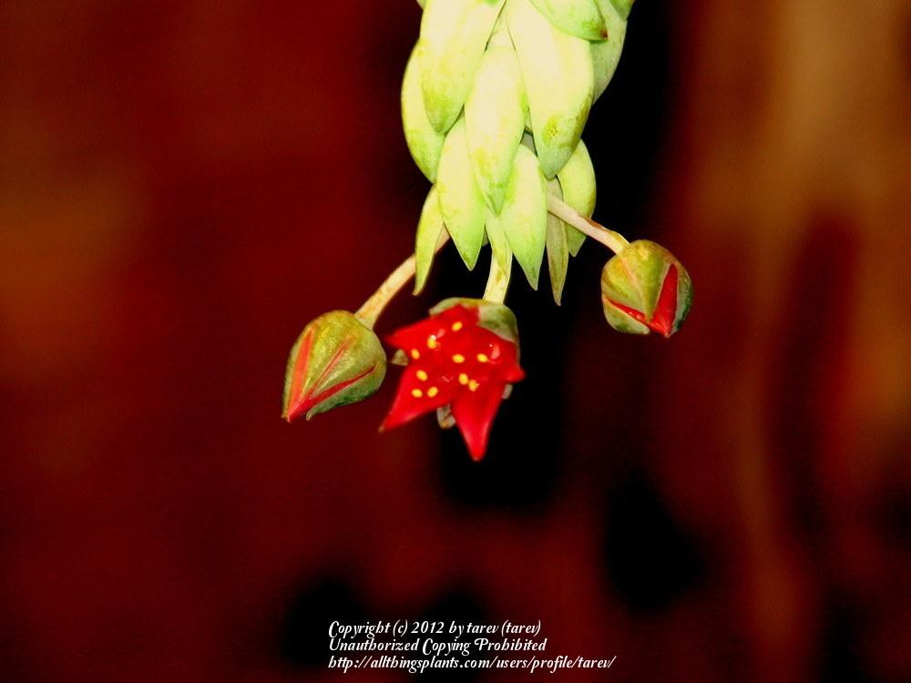 Photo of Burro's Tail (Sedum morganianum) uploaded by tarev