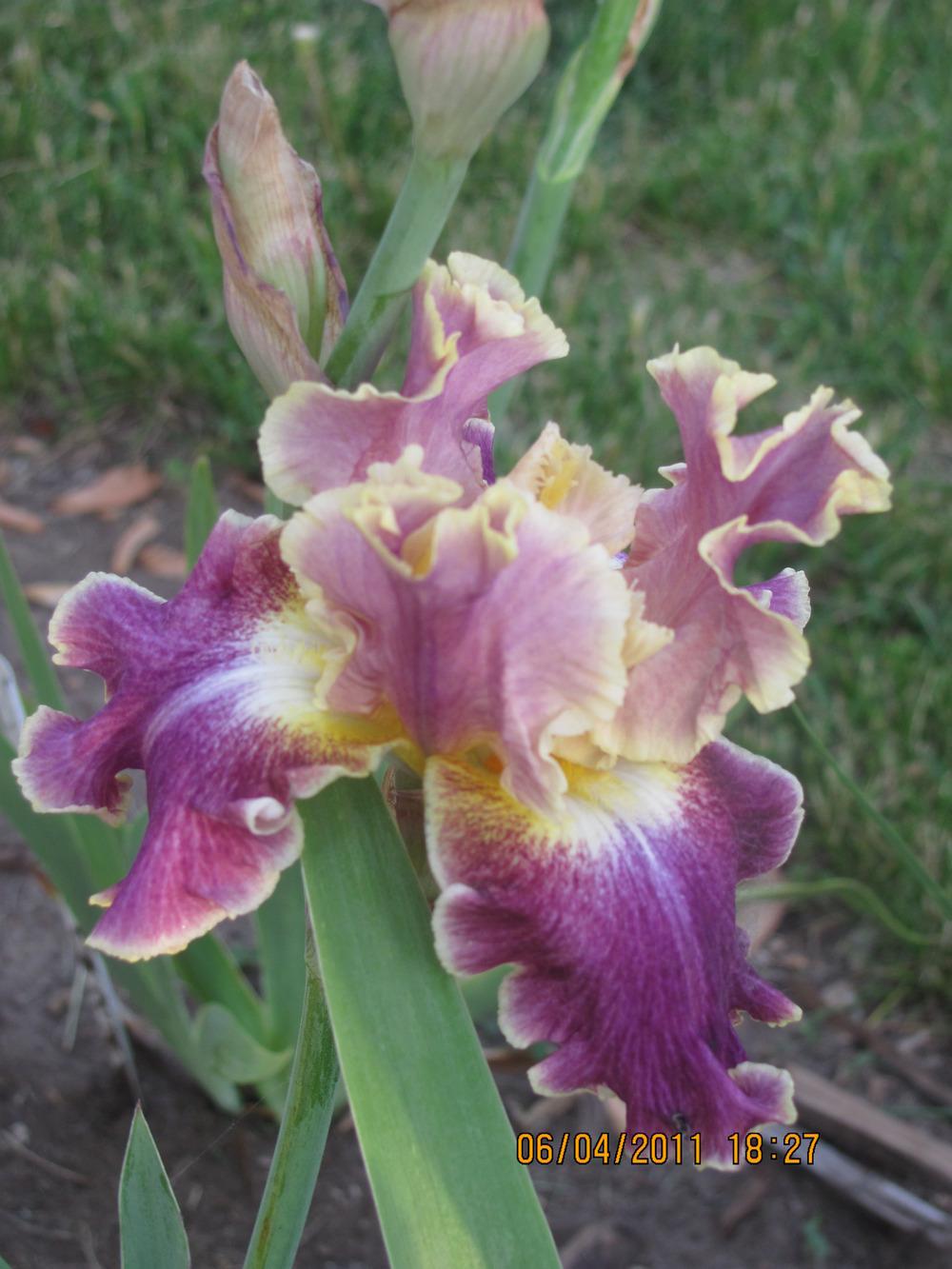Photo of Tall Bearded Iris (Iris 'Montmartre') uploaded by tveguy3
