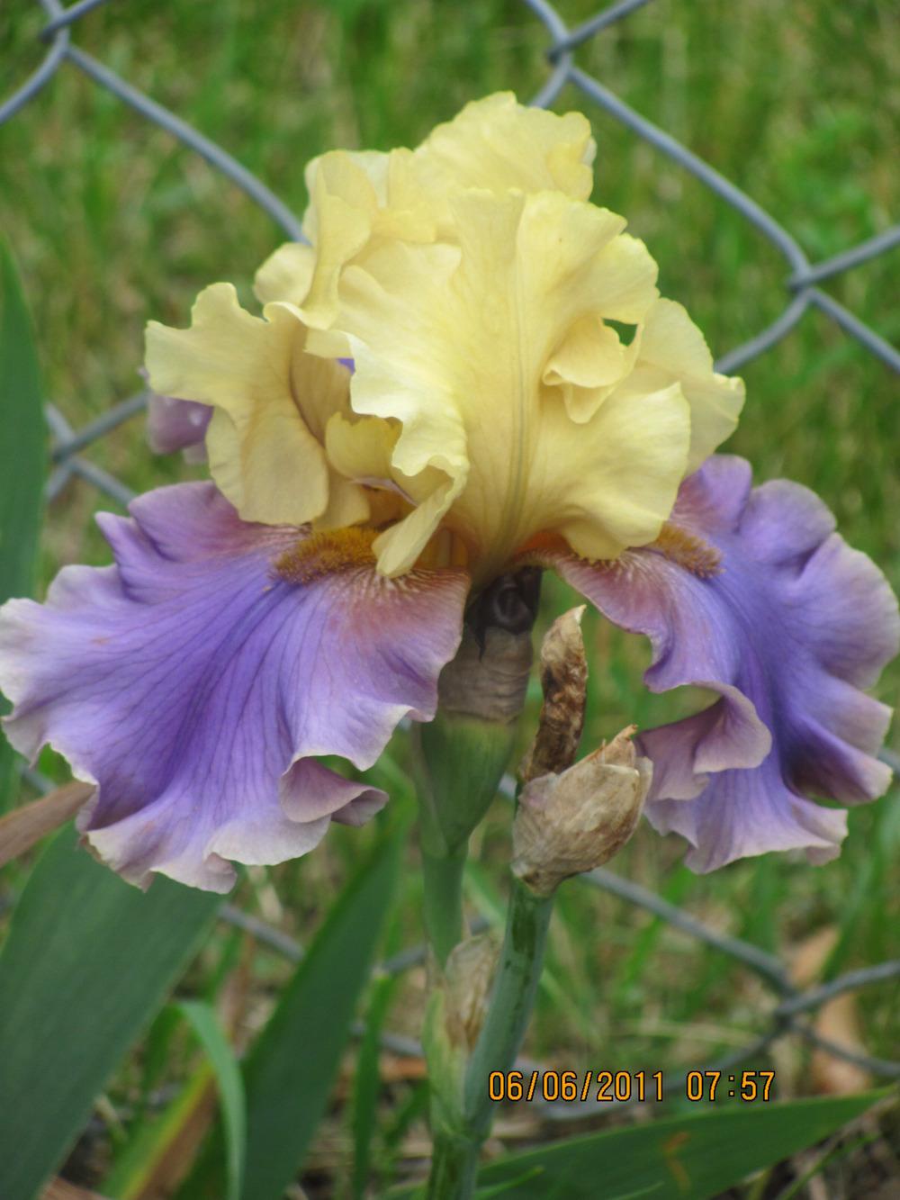 Photo of Tall Bearded Iris (Iris 'Kool Knight') uploaded by tveguy3