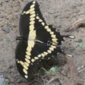 Giant Swallowtail Butterflies and Your Citrus Trees