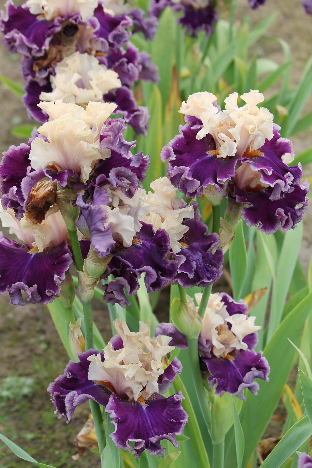 Photo of Tall Bearded Iris (Iris 'Roaring Twenties') uploaded by ARUBA1334