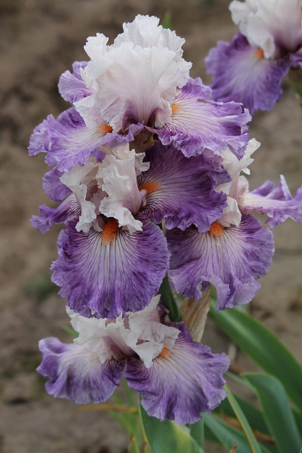 Photo of Tall Bearded Iris (Iris 'Limerence') uploaded by ARUBA1334
