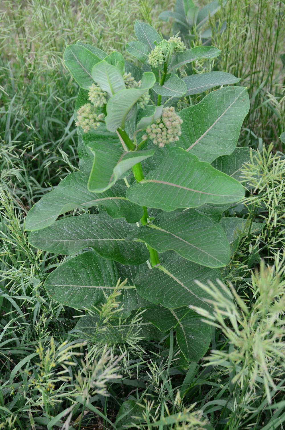 Photo of Common Milkweed (Asclepias syriaca) uploaded by BookerC1