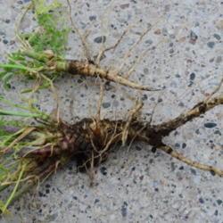 Location: Clarence, IL
Date: 2012-06-03
Roots of Conium maculatum; also shows smooth, red-splotched stem 