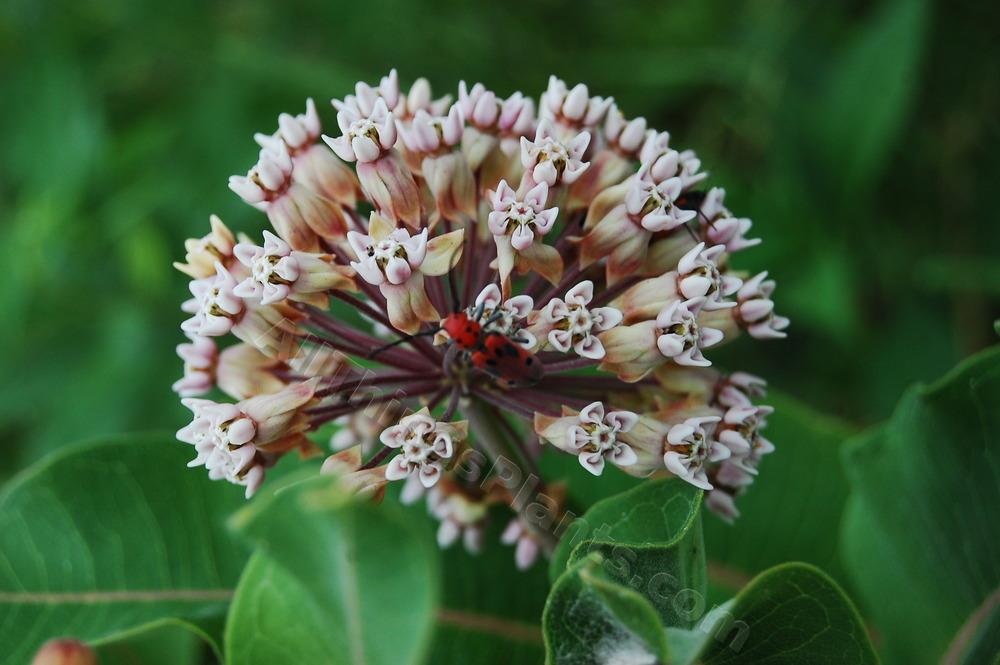 Photo of Common Milkweed (Asclepias syriaca) uploaded by BookerC1