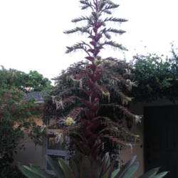 Location: Southwest Florida
Date: June 2012
plant with long bloom spike; appr. 10 ft tall