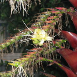 Location: Southwest Florida
Date: June 2012
individual flower on the large bloom spike