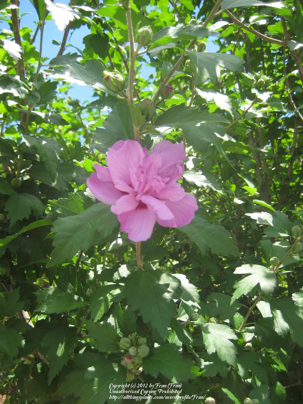 Photo of Roses of Sharon (Hibiscus syriacus) uploaded by Fran